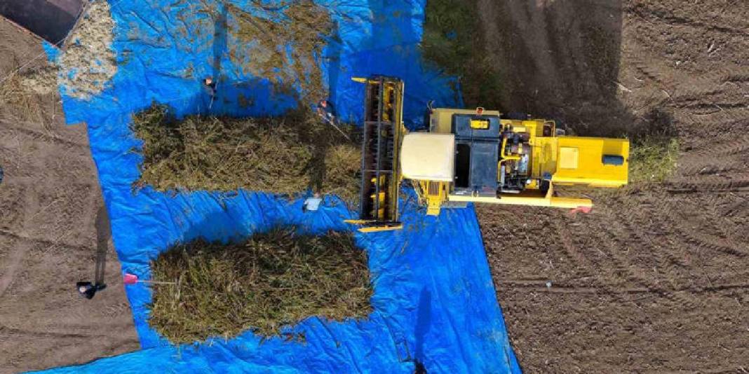 Deneme amaçlı ektiler ilk hasadı yaptılar! Kenevir çiftçilere yeni umut oldu: Gelirlerini artırması bekleniyor 3